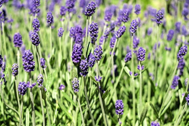 lavender-1485020_960_720