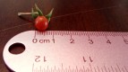 tomato-1560267_1280