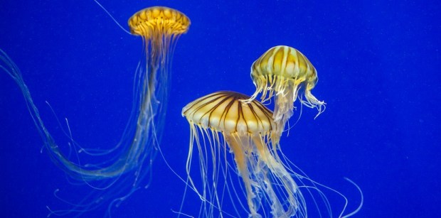 jellies_2x1